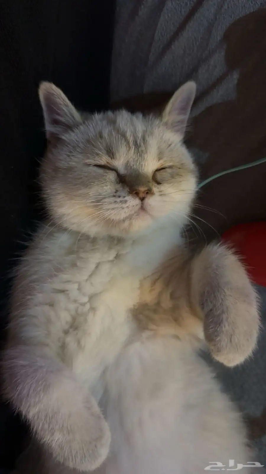 إعلان تبن ي قطتين   الرياض Cats for Adoption   Riyadh 6