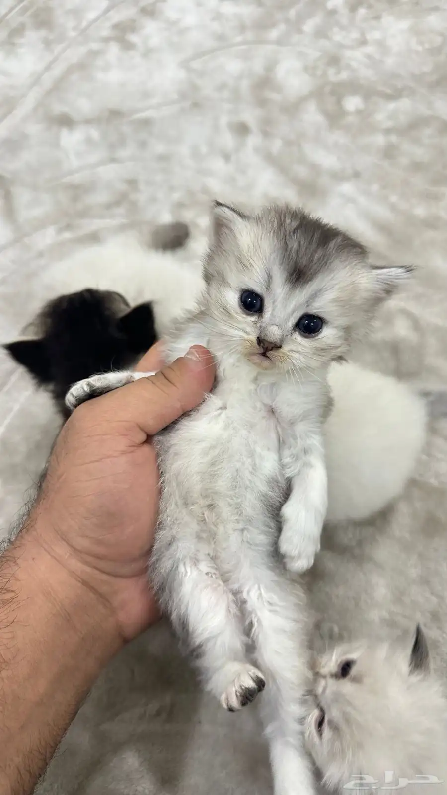 قطط شيرازيه للبيع جميله جدا 6