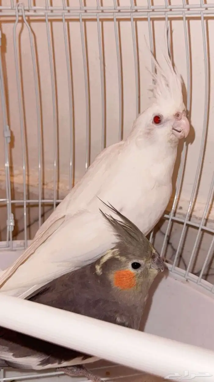 ازواج كروان منتجه 3