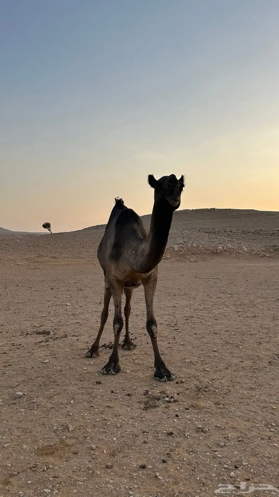 للبيع ضروبه ميت حوارها في رمضان 6