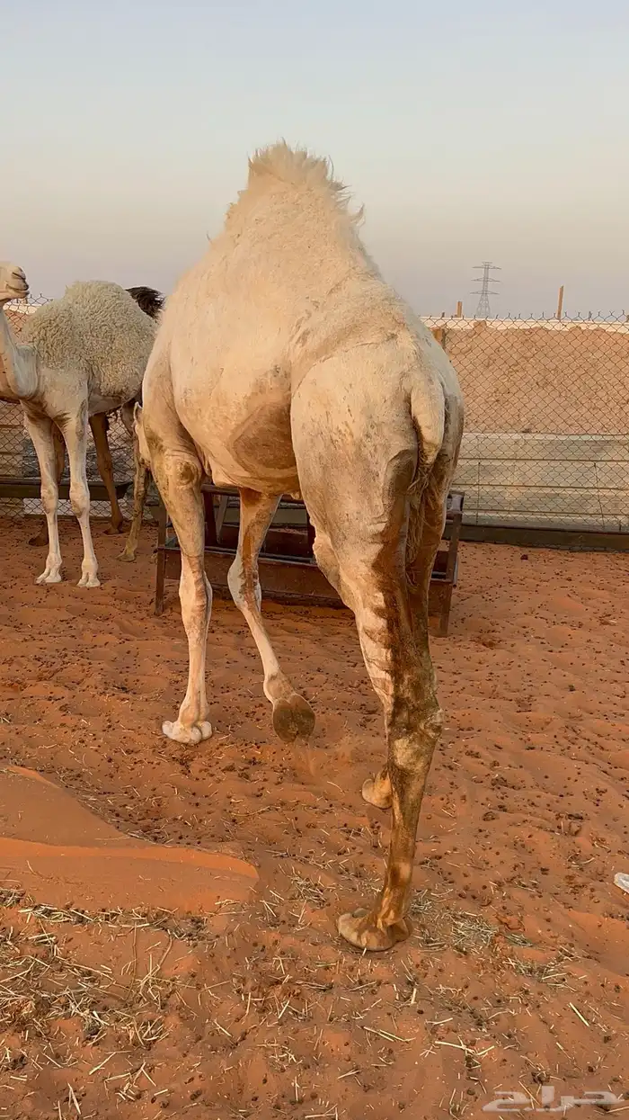 بكره مفروده ناهيه 2