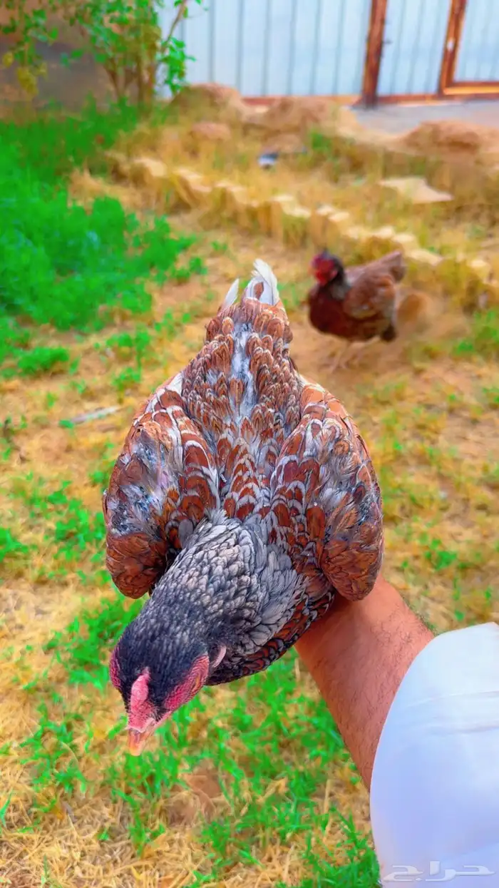 طقم دجاج كورنيش نوادر 1