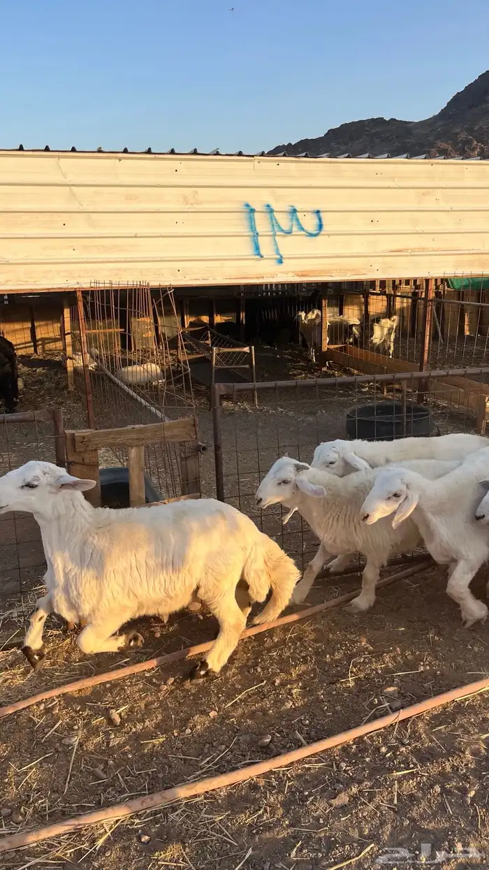 طليان حري حبصي ذبايح فاخر 8