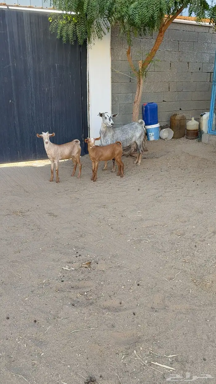 عنز تحتها اثنين 1