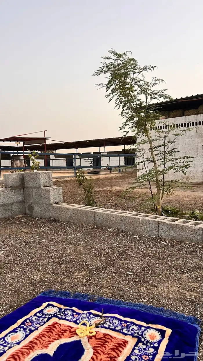 عسافه خيل 1