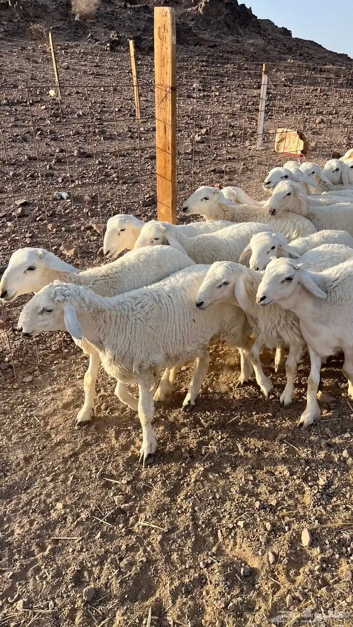 طليان حري حبصي ذبايح فاخر 33