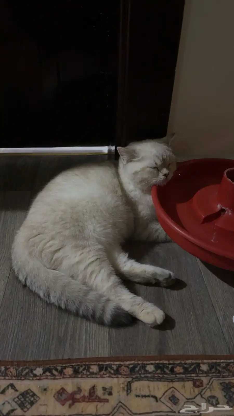 إعلان تبن ي قطتين   الرياض Cats for Adoption   Riyadh 5