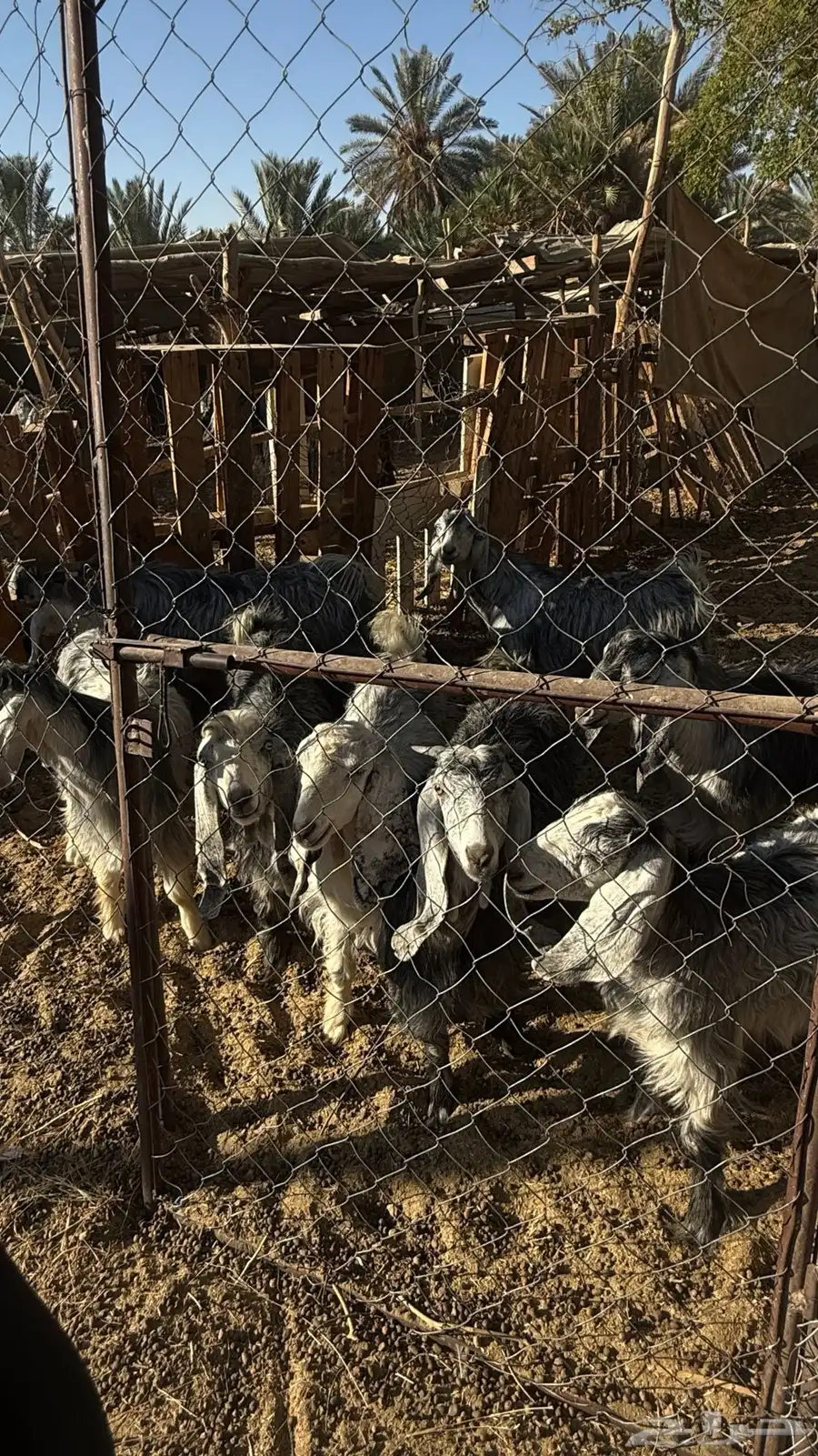 سبع تيوس للبيع السوم يبداء من 959 0