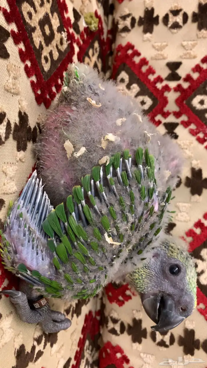 فرخ يلوناب امازون محلي 0