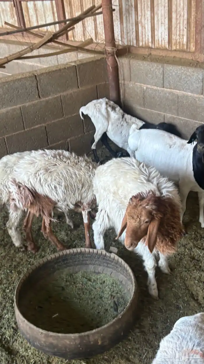 خروفين نعيم و رخل 3