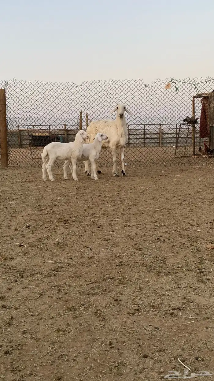 مشروكه متبع بطليان ثنين خصم 4