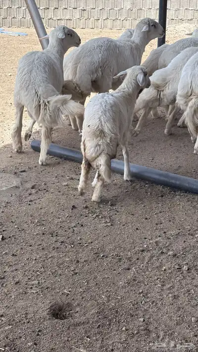 للبيع رخل كفو فل شحم . 2