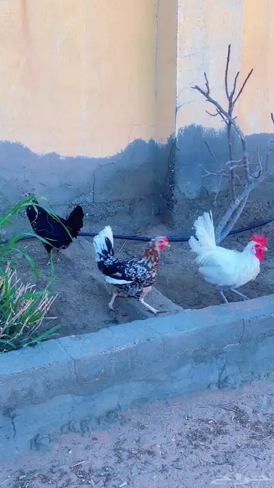 بيض دجاج مكنتوش 0