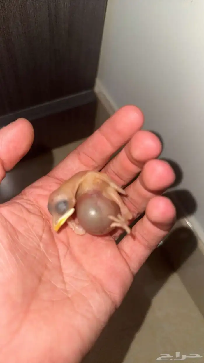 فروخ مينا 1