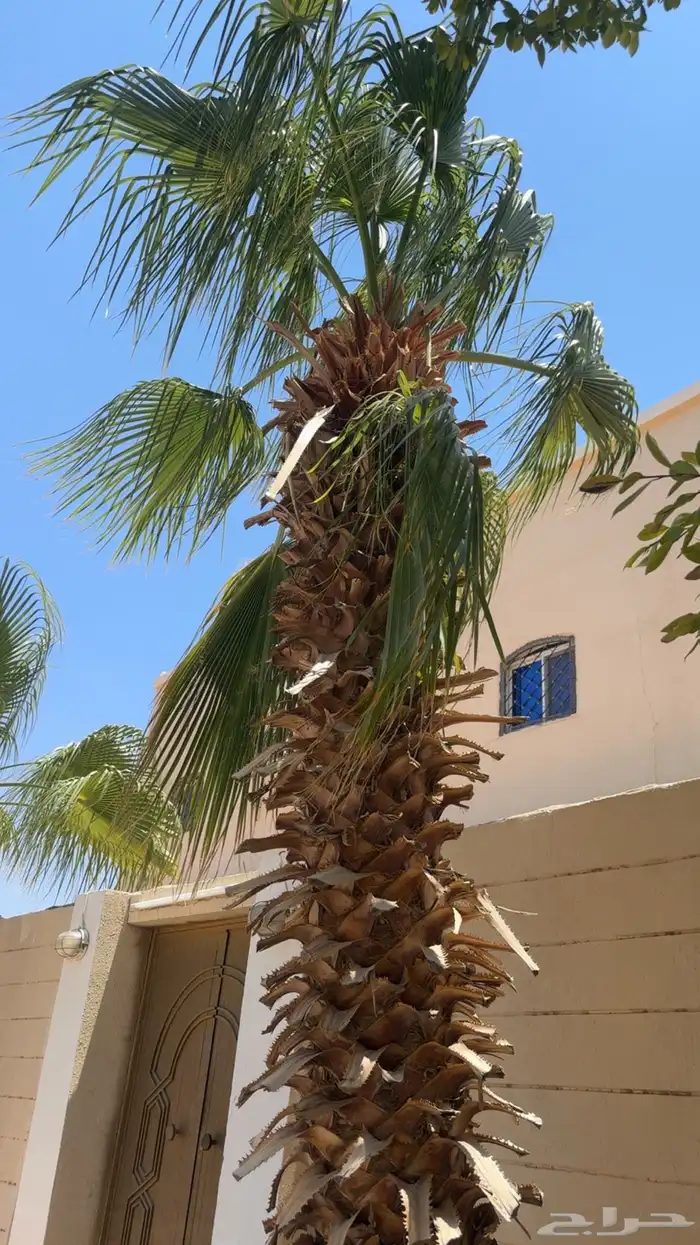 تربة 0