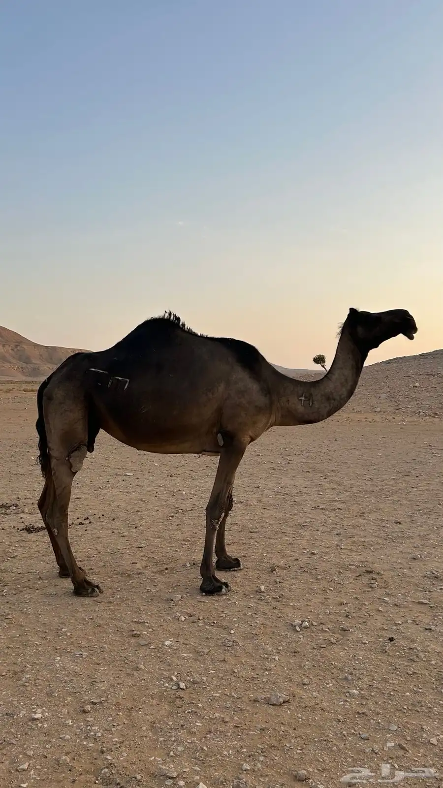 للبيع ضروبه ميت حوارها في رمضان 2