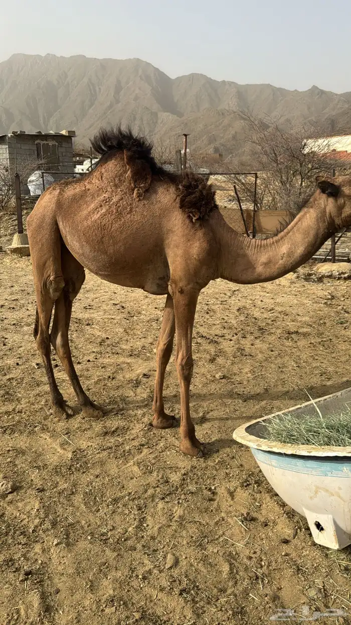 بكره للبيع 1