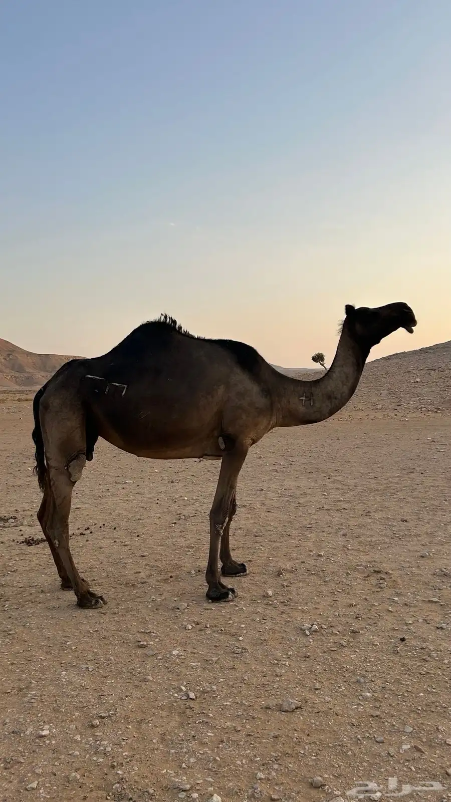للبيع ضروبه ميت حوارها في رمضان 3