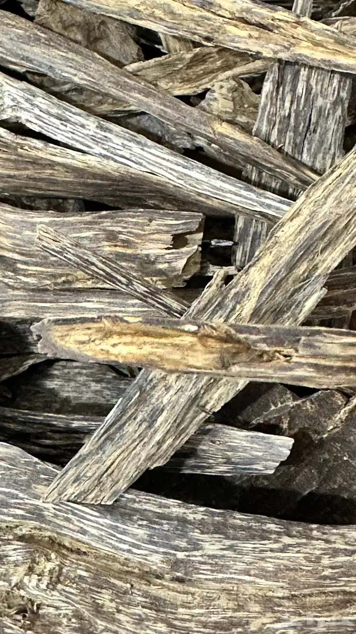 عود ماليزي ترنجانو قديم 0