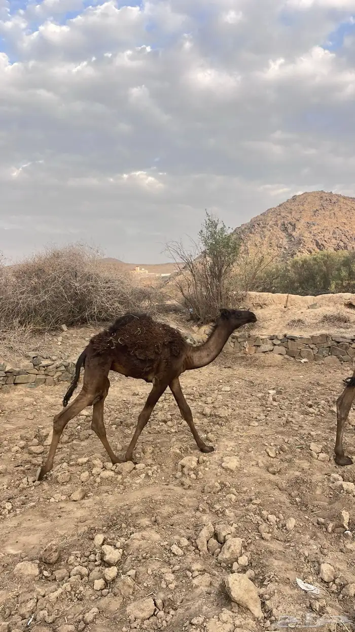 قعدان للبيع 4