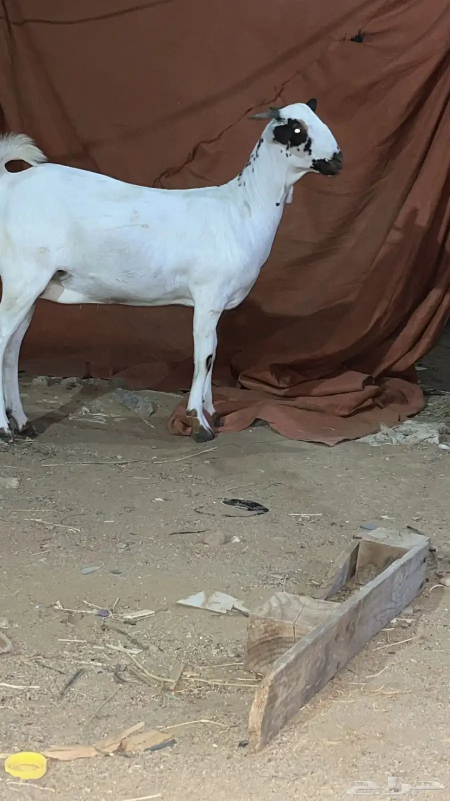 جفره كحلاء بنت الاطخم ولد تعزيز ولد صعب المنال 5