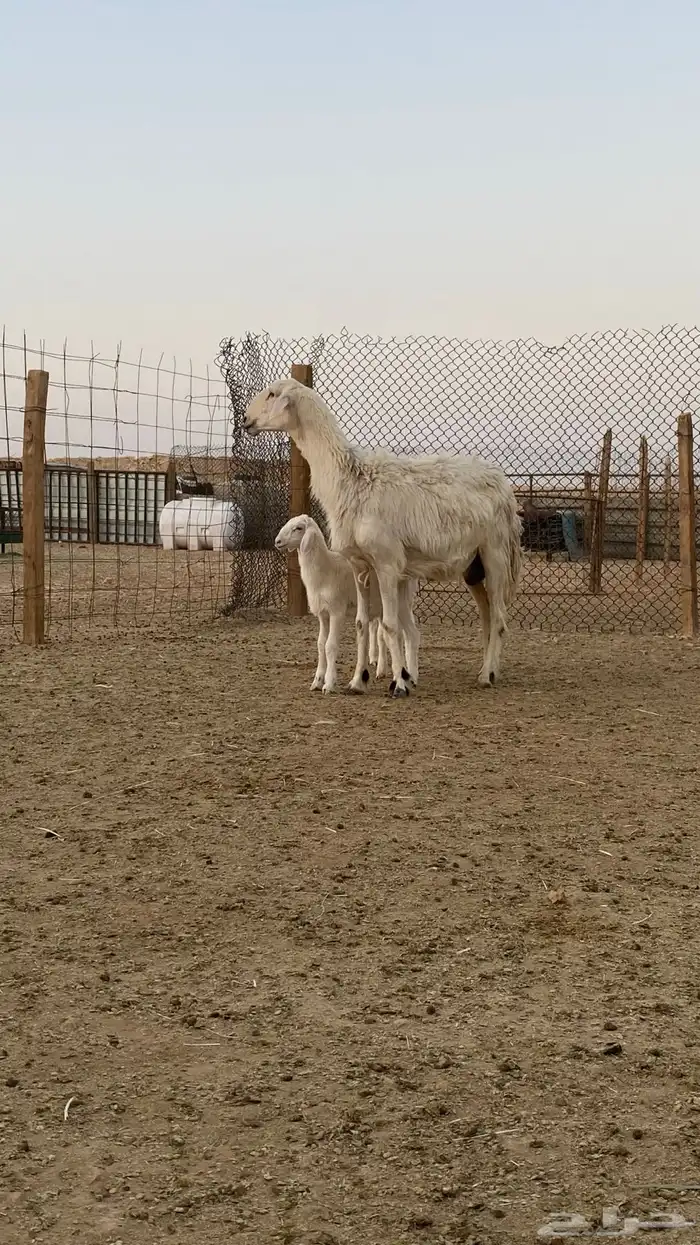 مشروكه متبع بطليان ثنين خصم 2