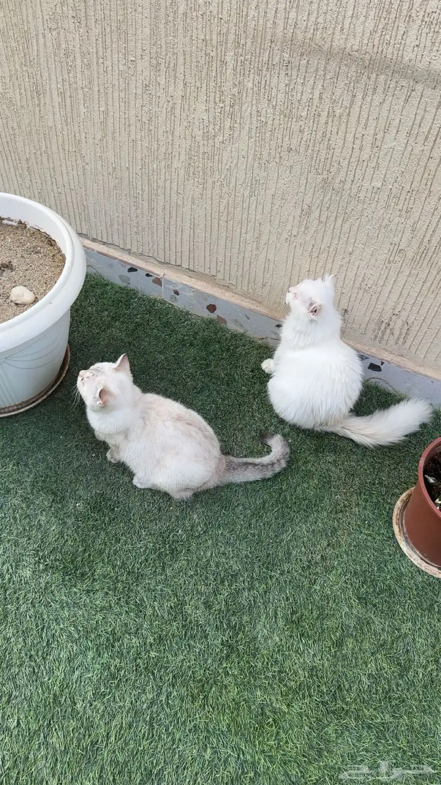 إعلان تبن ي قطتين   الرياض Cats for Adoption   Riyadh 0