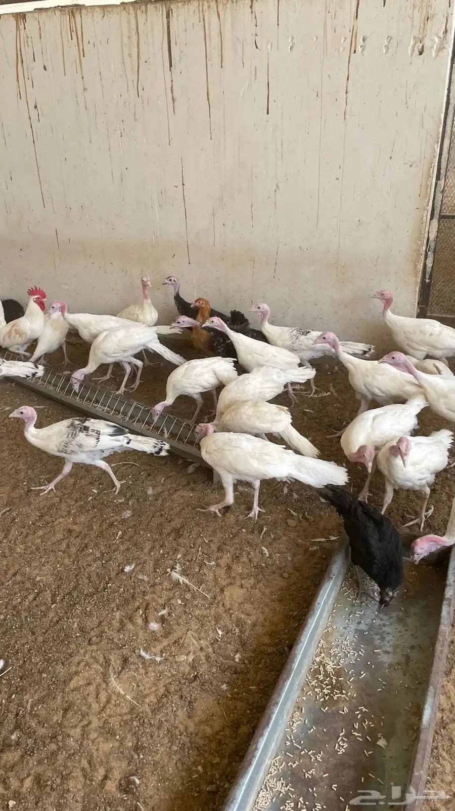 دجاج وديكة رومي العمر خمس شهور العدد حول 40 1