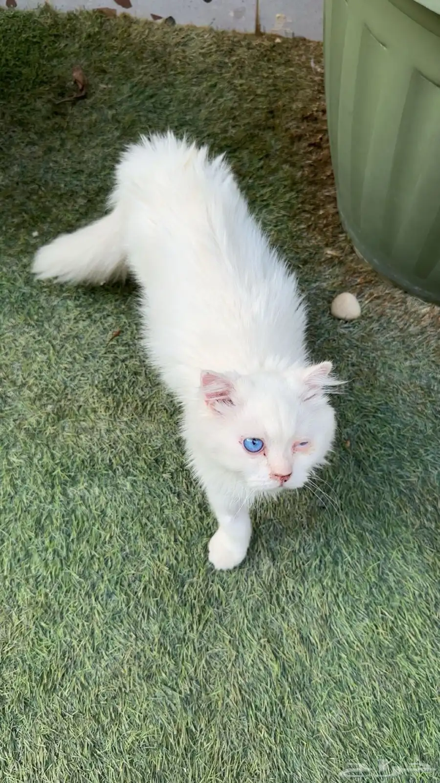 إعلان تبن ي قطتين   الرياض Cats for Adoption   Riyadh 8