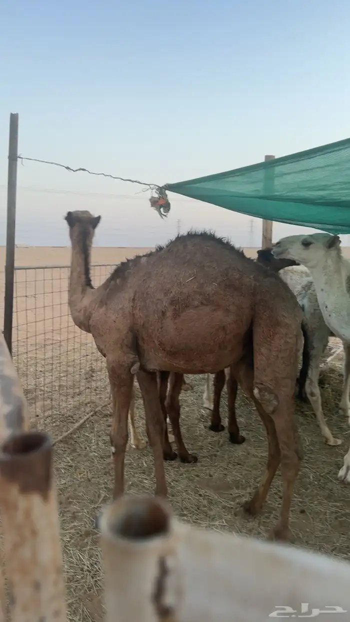 قعود للبيع 0