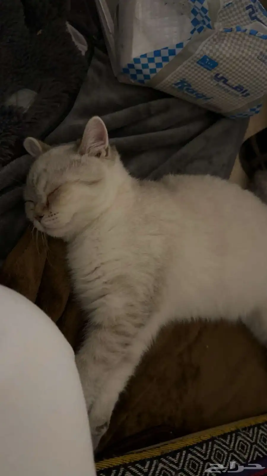 إعلان تبن ي قطتين   الرياض Cats for Adoption   Riyadh 7