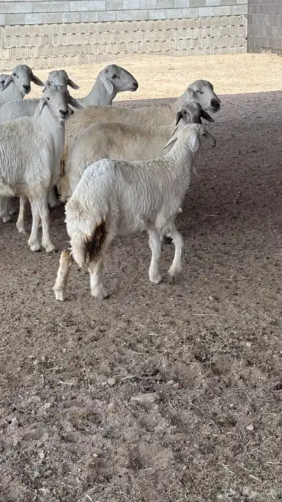 للبيع رخل كفو فل شحم . 0