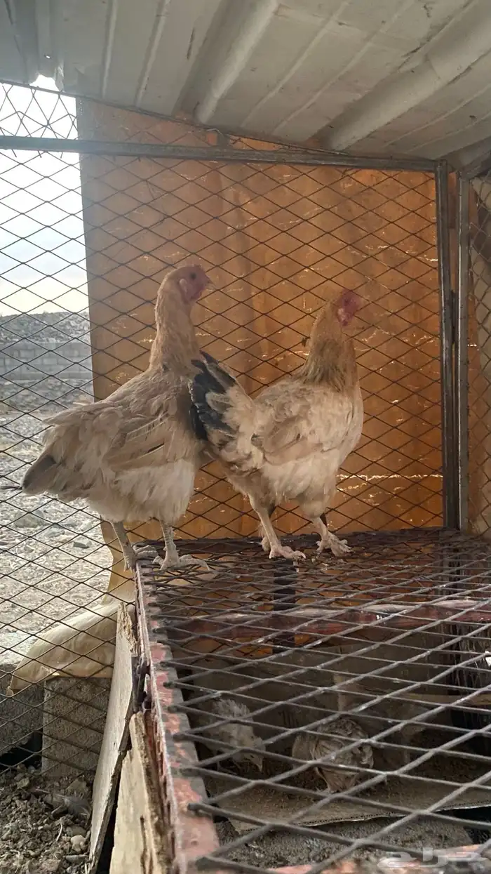 ديك عربي ودجاجتين بلدي كفو وشرط 0