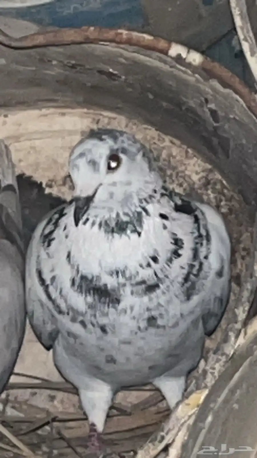 حمام أنثى للبيع نادر 4