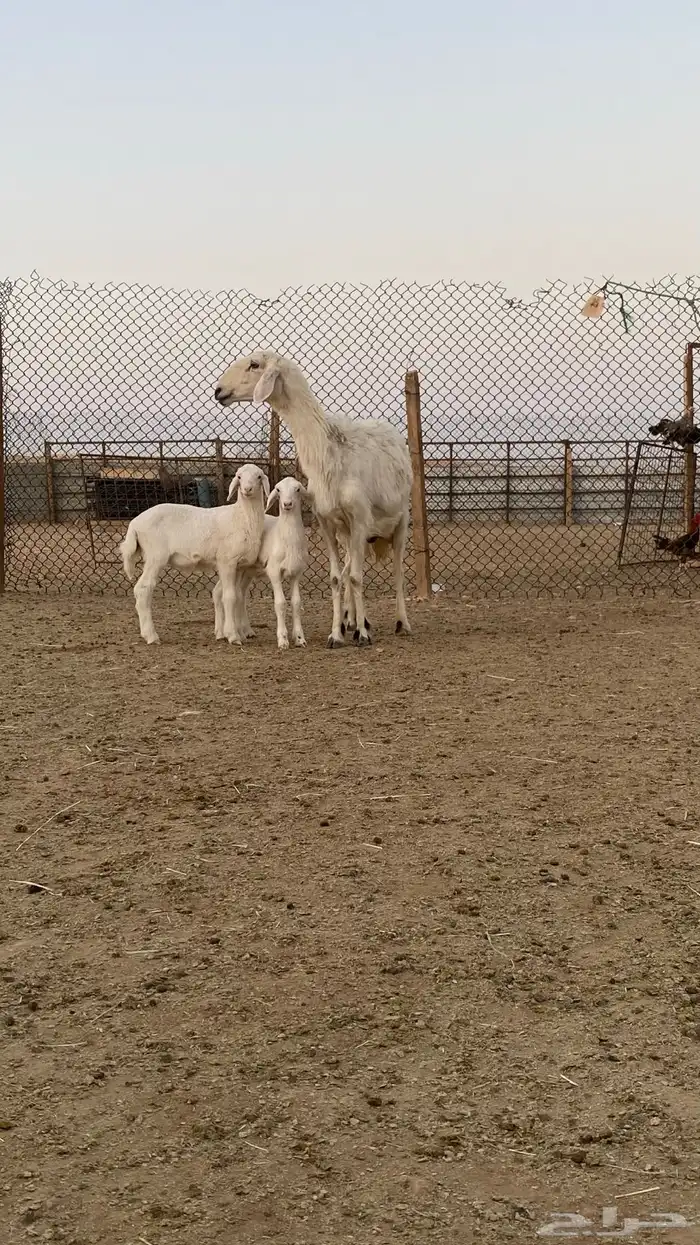 مشروكه متبع بطليان ثنين خصم 3