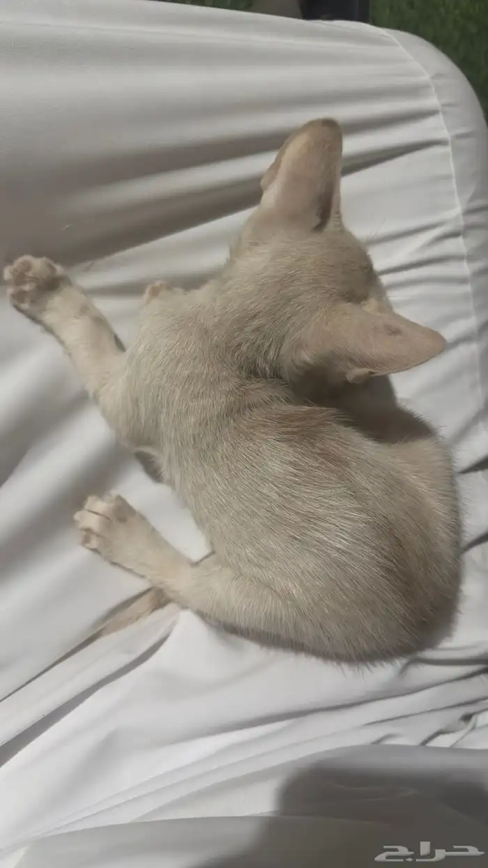 قطط بلدي للتبني 2