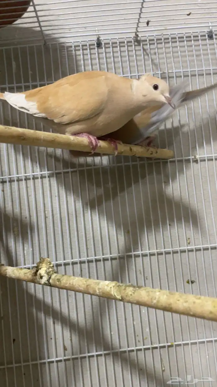 حمام ياكريم 6