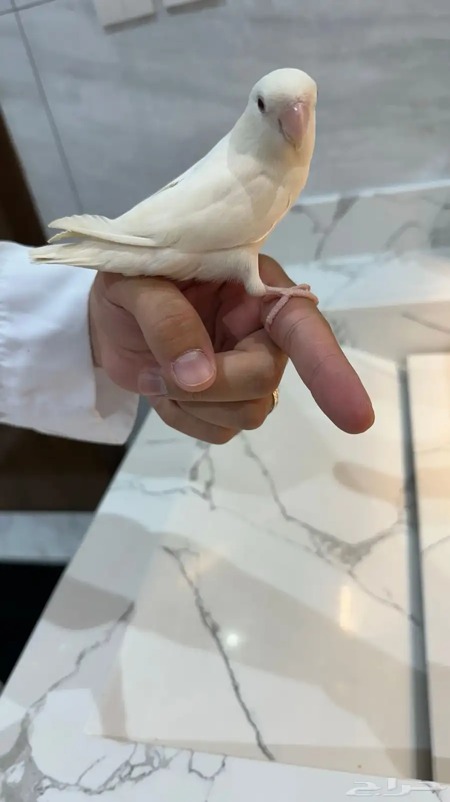 طيور روز الابيض اليف جدا ذكر والازرق انثى ليست اليفه 3