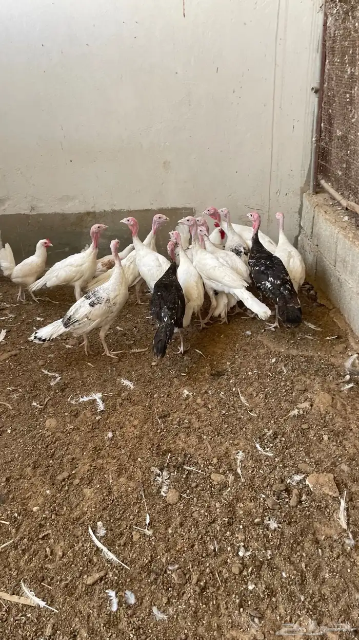 دجاج وديكة رومي العمر خمس شهور العدد حول 40 2