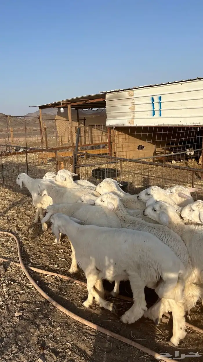 طليان حري حبصي ذبايح فاخر 22