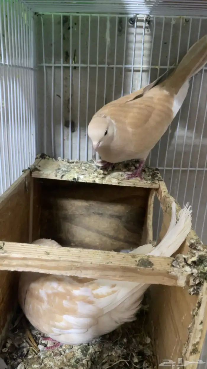 حمام ياكريم 1