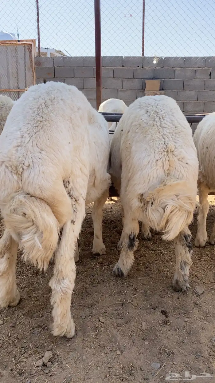بهم حري طليان 3