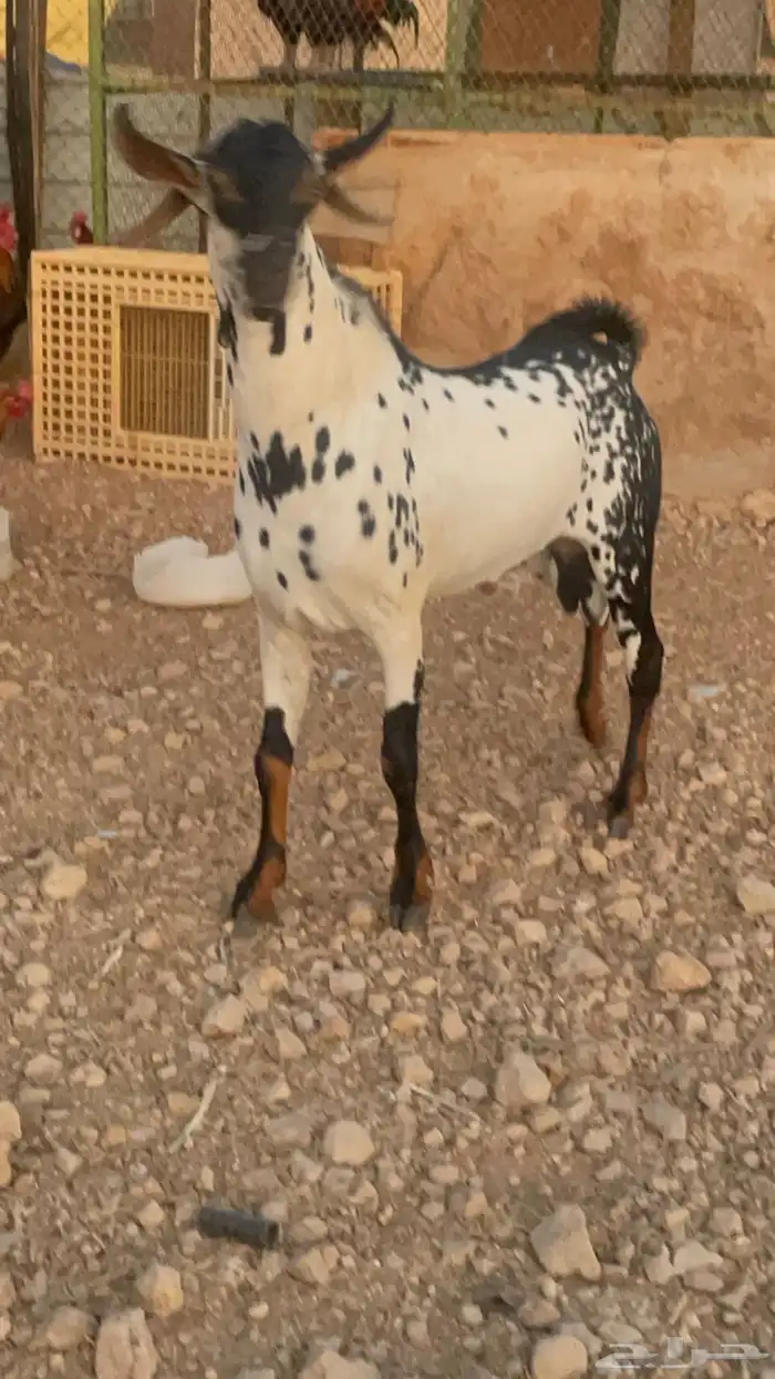 فحل بيشي امرخ حار 20