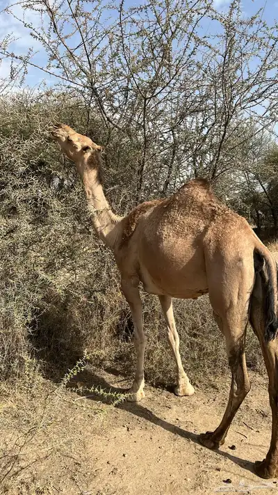 ناقه حمراء لقحه في 3 اشهر 2