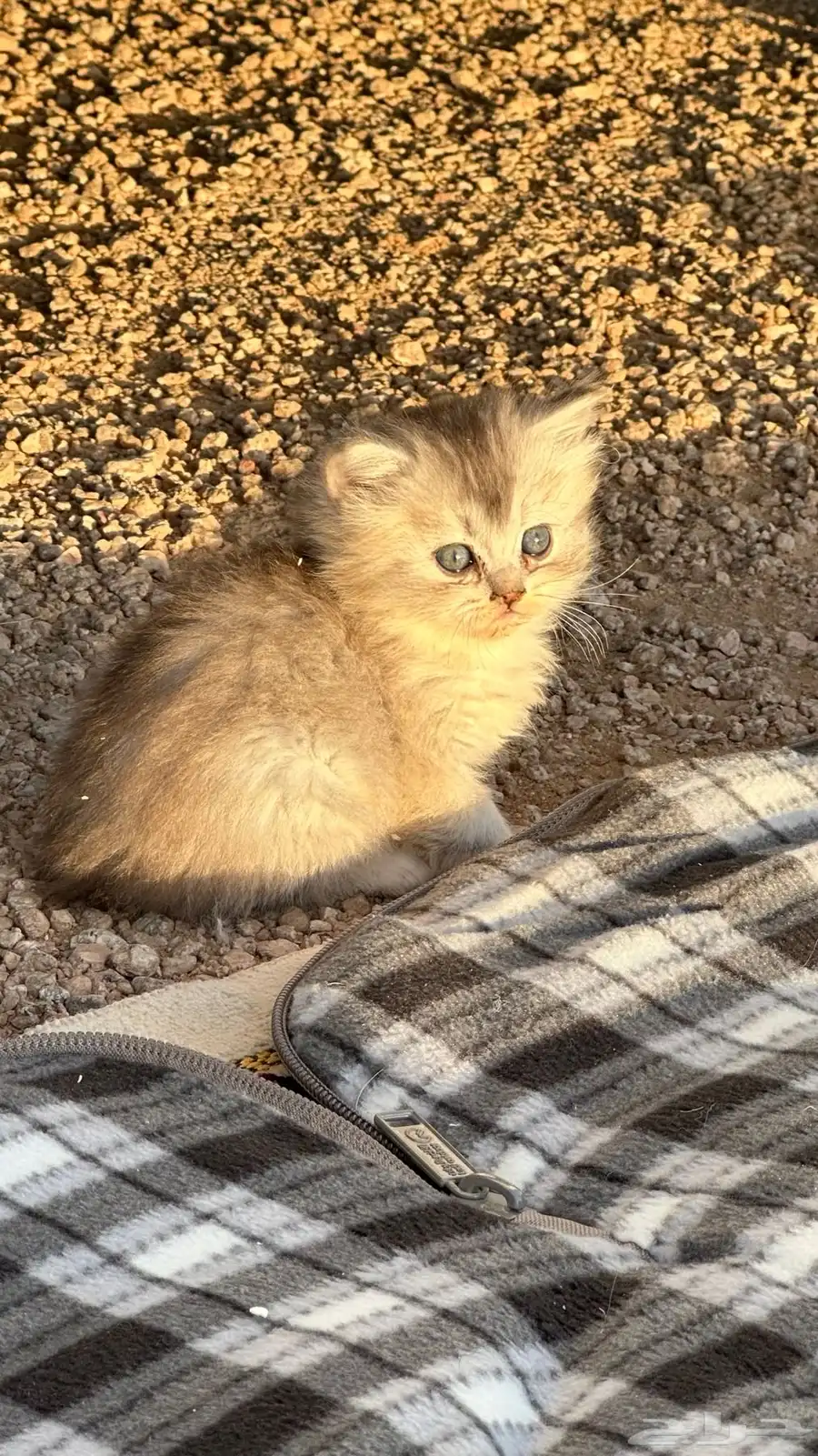 قطط شيرازيه للبيع جميله جدا 1