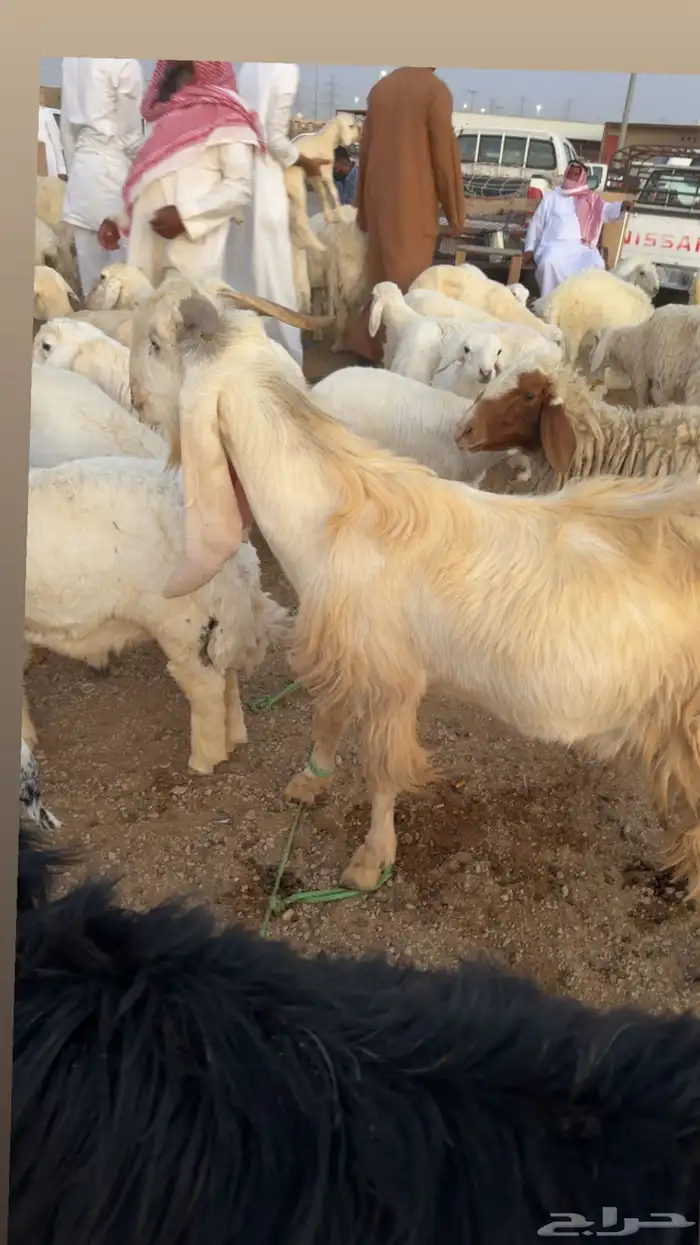تيس طيب والقريع شرط 1