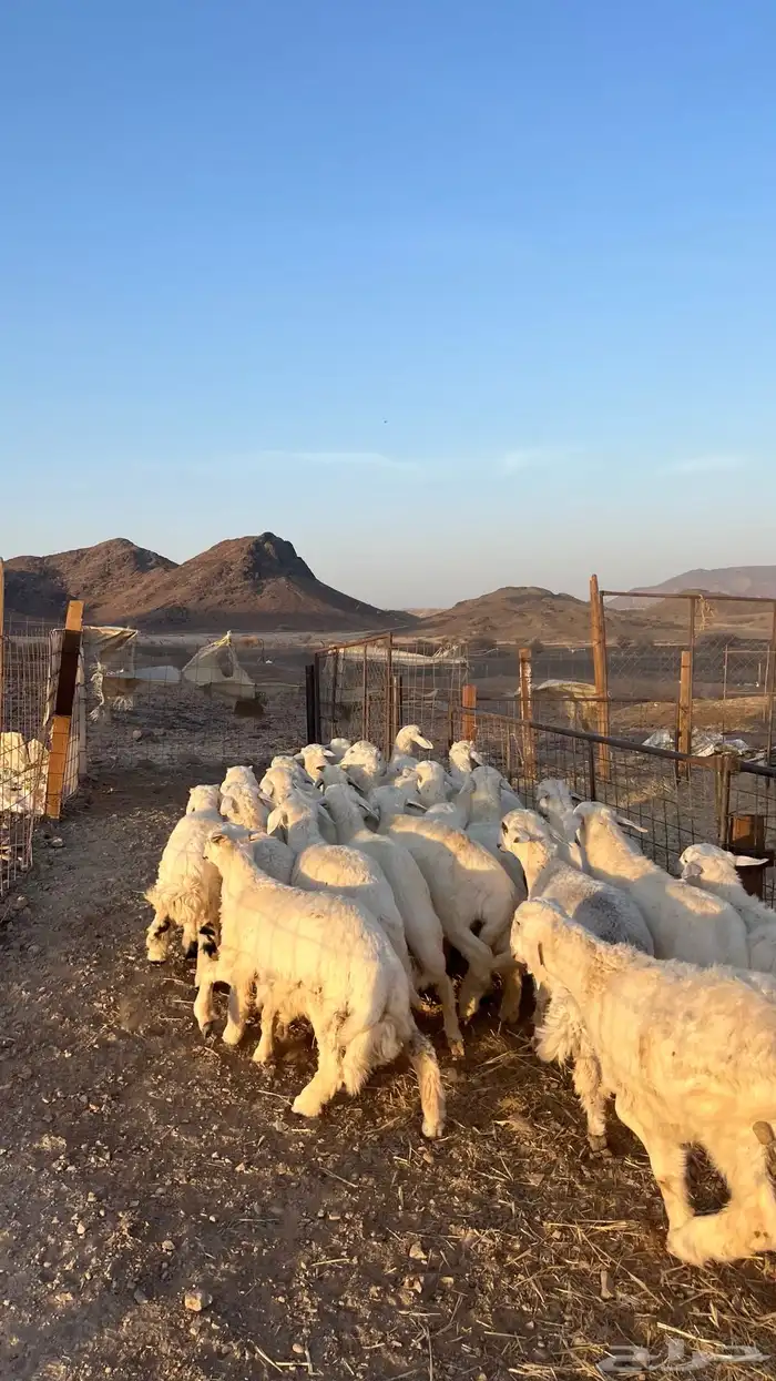 طليان حري حبصي ذبايح فاخر 0