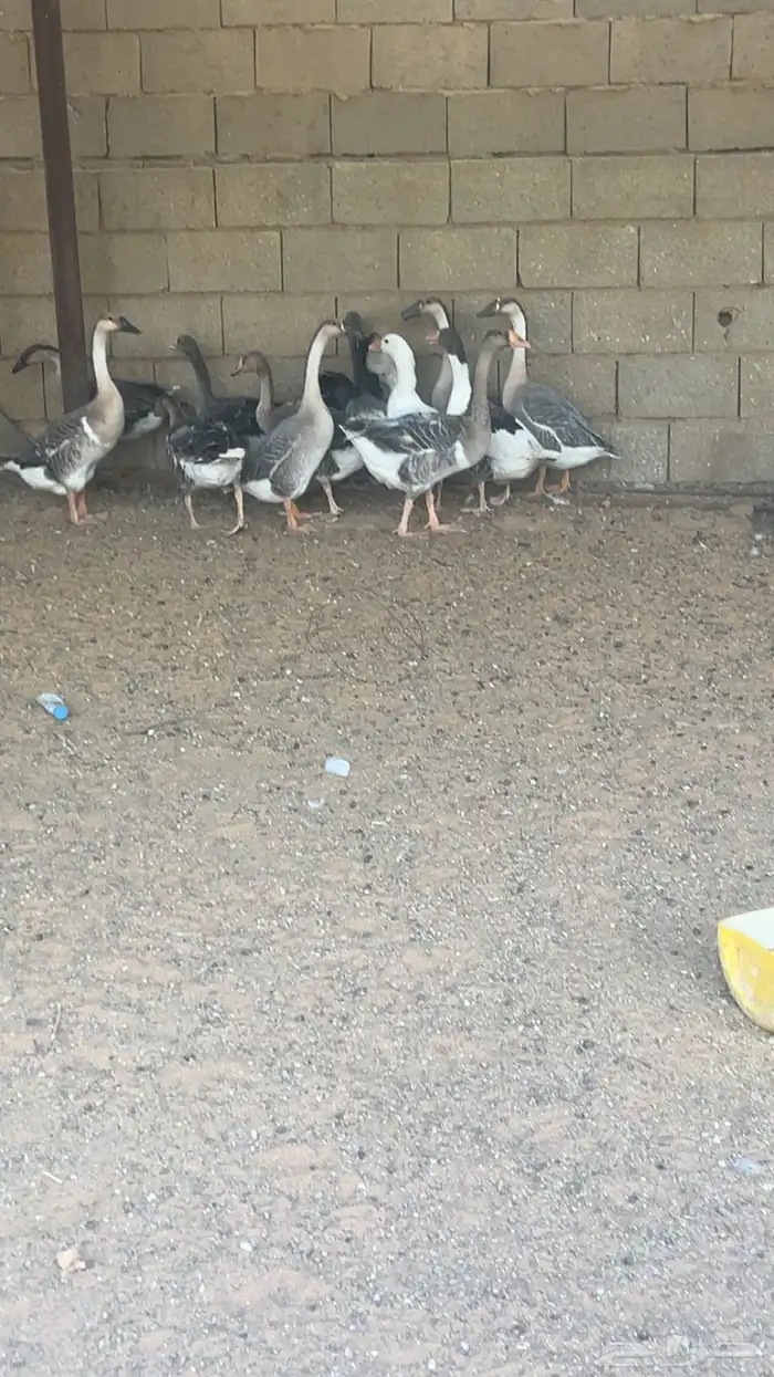 وز ( ذبح اوزان طيبه ) 0