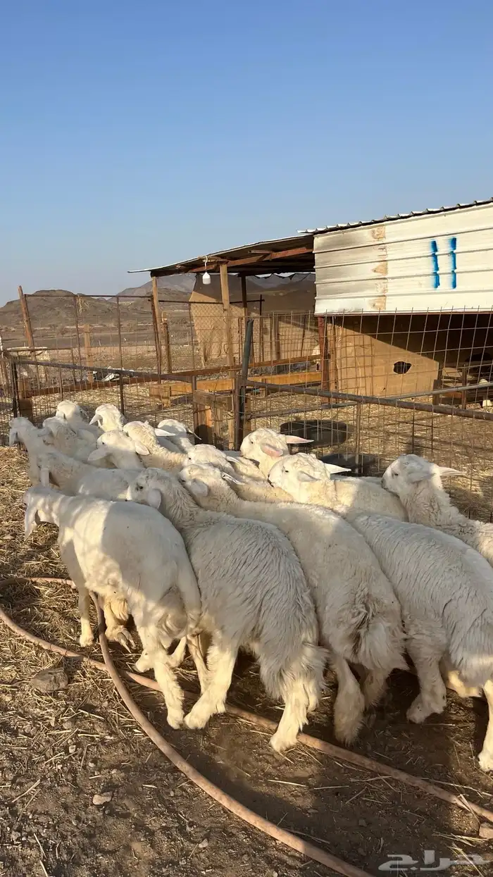 طليان حري حبصي ذبايح فاخر 21