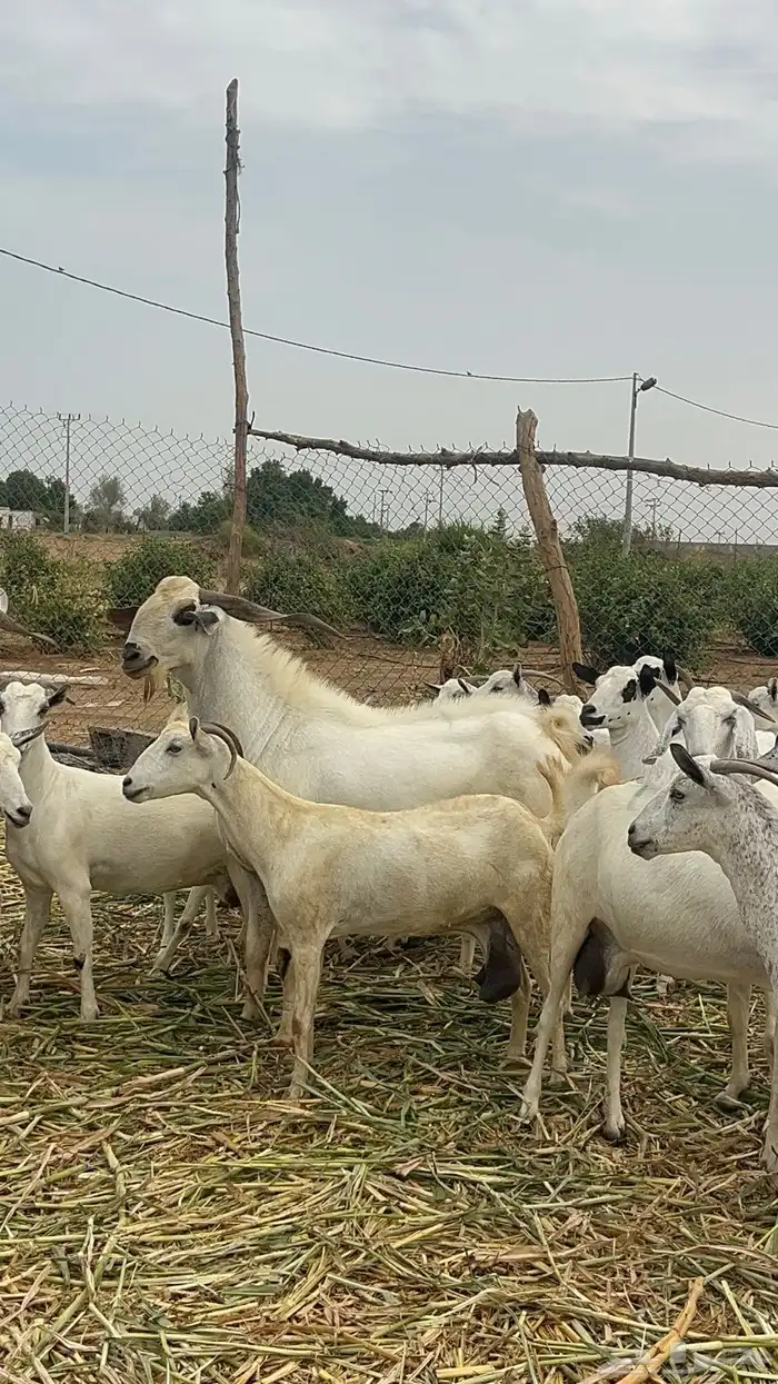 تيس اكحل بيشي 0